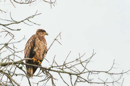 Close up and copy space of Young bald eagle perched high in a tree looking for prey.