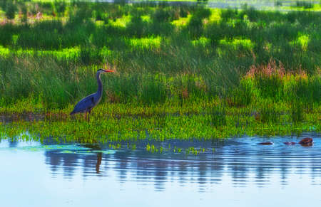 A blue heron stands tall in marsh while a Nurtria swims close by in Ridgefield Wildlife Refuge in Ridgefield, Washingtonの写真素材