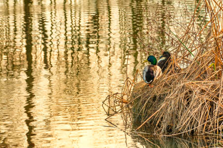 A pair of malard ducks sit in dead tule steams on the banks of a pondの写真素材