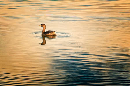 A baby goose swims in a pond in this minimalist photo with copyspace.