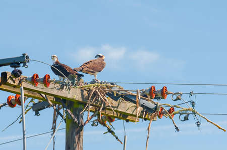 A pair of Oprey built a next on top of a power pole.の写真素材