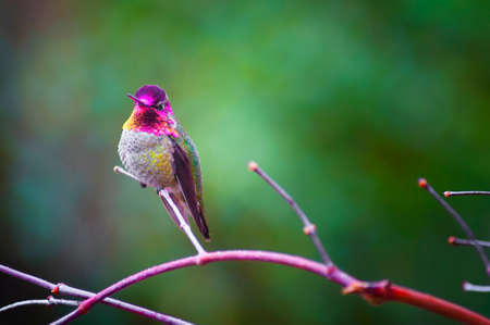 Closeup of a Anna's Hummingbird perched on a branch with copyspace.の写真素材