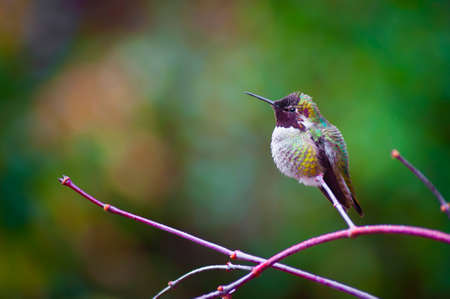 Closeup of a Anna's Hummingbird perched on a branch with copyspace.の写真素材