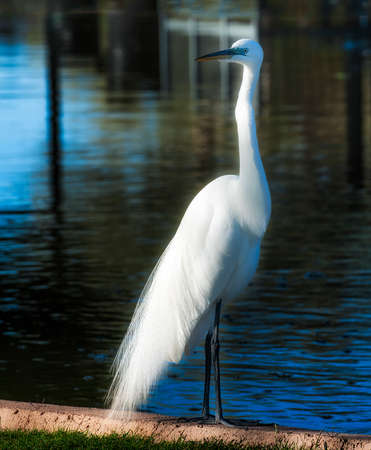 This Great Egret startled us when it landed in the park we were visiting in Yuma, Arizonia.  Unafraid it stood at the edge of the wading pool watching the ground of people who had gathered to look at him.の写真素材