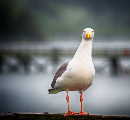 Seagull standing on wooden rail in the rain.の写真素材