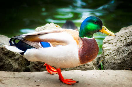 Mallard Duck close up as it walks along water's edgeの写真素材
