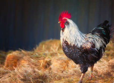 A rooster struts around in straw that litters the barn floor.の写真素材