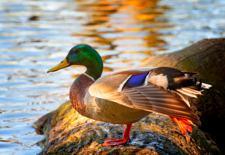 A male mallard duck stretches a web foot while standing on a log at ponds edgeの写真素材