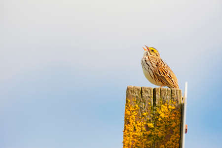A little bird sings while perched on a sign post in Ridgefield Wildlife Refuge in Ridgefiled Washington.の写真素材