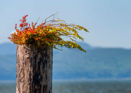 A closeup on a pilion in the Columbia River, seen from the waterfront, with plants growing out of the top of it.の写真素材