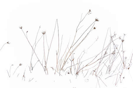 Previous seasoned dried Queen Anne Lace stalks strikes a contrast amongst snow.の写真素材