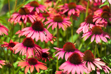 Closeup of a bed of pink corn flowersの写真素材