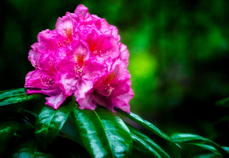 One large cluster of Rhododendron bloom on top of large green waxy leaves.の写真素材