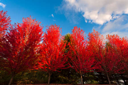 A line of red leaf autumn trees against a blue sky with white cloudsの写真素材