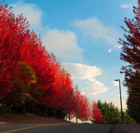 Autumn red leaves on trees line a road the sky is blue with white clouds.の写真素材
