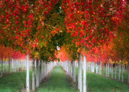 Rows of autumn colored trees.