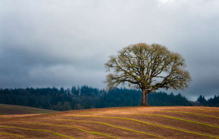A lone White Oak tree stands on top a rolling hill agricultural field in Yamhill County, Oregon