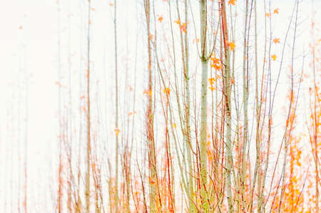 A few remaining autumn leaves on tree branches.の写真素材