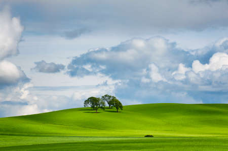 Under partially cloudy skies, four trees cast long shadows from sun rays on a green rolling hilside.の写真素材