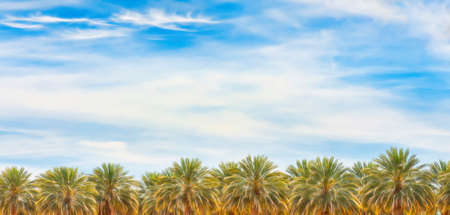 Palm trees under cloudy skies in the Arizonia desertの写真素材
