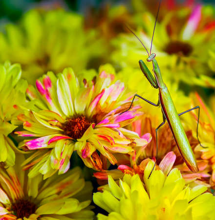 Walking stick transversing the top of a yellow Chrysanthemums.の写真素材