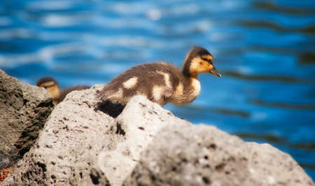 Photograph of a Canada gosling contemplating a jump from his perch on rock into the water below.の写真素材