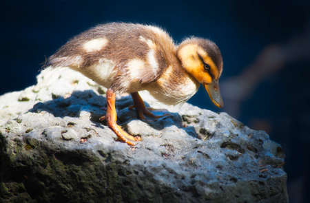 Goosling on a rockの写真素材