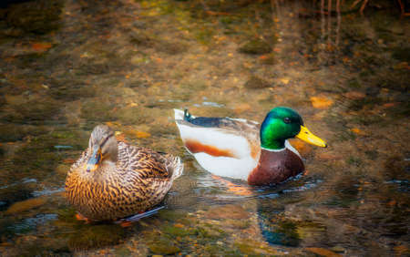 A pair of Malard Ducks in a pondの写真素材
