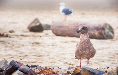 A juvenile seagull standing on shore rocks at Tolovana Beach in Cannon Beach, Oregon, an adult bird perched on a driftwood in the distance.の写真素材