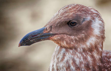 A young seagull poses for his mug shot.  It takes four years for a Pacific Gull to mature into an adult when its plumage will change from mottled brown to mostly white plumage. Intelligent birds who are inquisitive by nature.の写真素材
