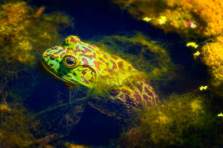 A bullfrog sits in pond waiting for an insect to come close enough for it to catch.の写真素材