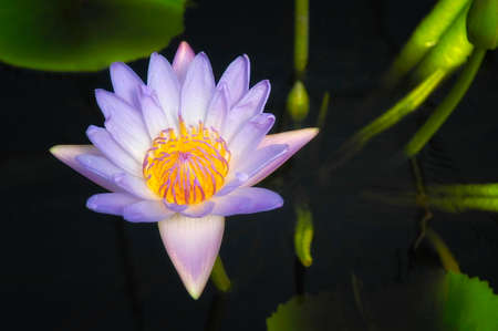 Purple waterlily in a pondの写真素材