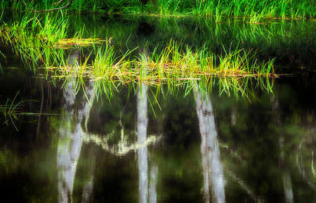 A coastal pond reflecting trees and follage.の写真素材