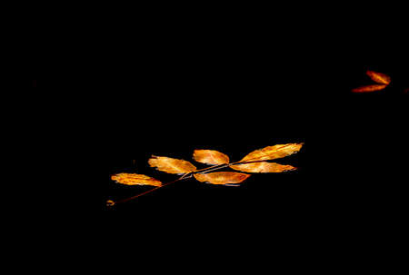 Floating Autumn Leaves in a pondの写真素材