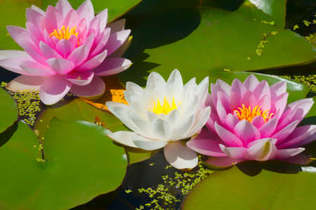 Pink and white waterlilies in a pondの写真素材