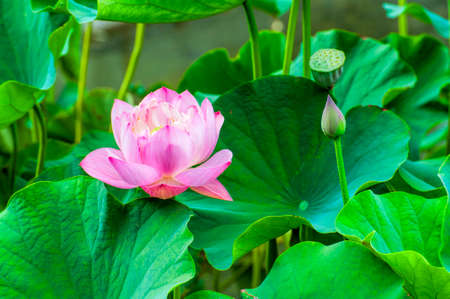 Closeup of a pink Lotus Flower surrounded by large green lotus leaves.の写真素材