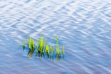 Glass grows out of water along a river bank.の写真素材