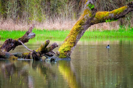 A Lesser Scaup duck floats near a down moss covered tree in a pondの写真素材