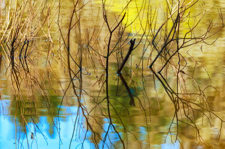 Twigs surrounded by reflecting waters from a flooding lakeの写真素材