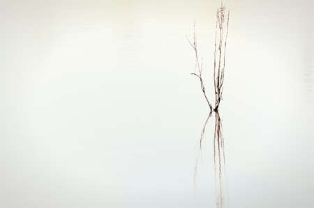 A minimalist of twigs  reflecting in a pond.の写真素材