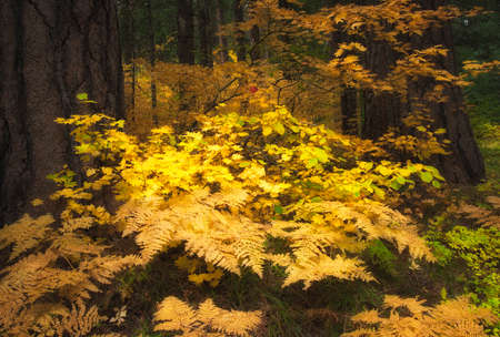Autumn leaves highlighted by sunlight in the forest of Mt. Hood National forest.の写真素材