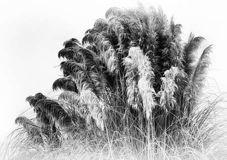 A black and white photography of frost laden pampas grass.の写真素材