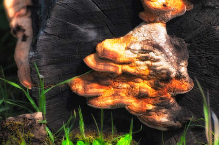 Fungi growning on a old stump.の写真素材