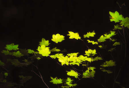 Forest filted sunlight reaches leaves on a bush in Mt. Hood National Forestの写真素材