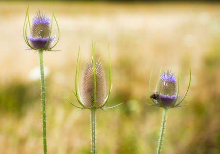 Closeup of three thistles and a beeの写真素材