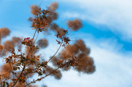 A branch of a smoke tree against a white clouds and blue skies.の写真素材