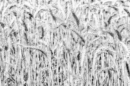 Black and white close-up of wheat stalks in a fieldの写真素材