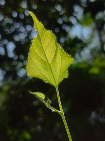 Green leaf on blurred background. Selective focus with shallow depth of field.