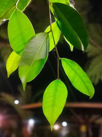 Close up of ficus tree leaves in the garden at night.