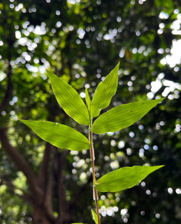 Bamboo leaves in the forest, Borneo, Malaysia.の写真素材